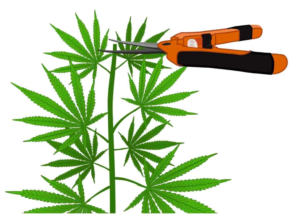 How to Prune Cannabis Plants As They Grow