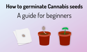 How to germinate cannabis seeds in cotton wool