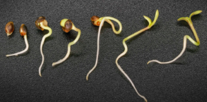 How to germinate cannabis seeds in hydro