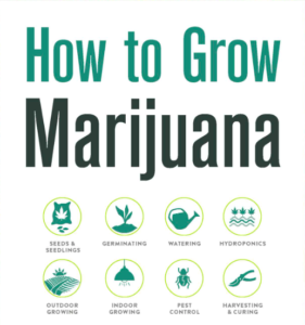 How to grow marijuana indoors?