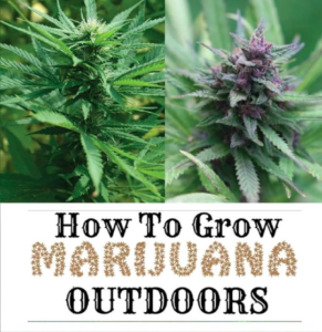 How to grow marijuana outdoors?