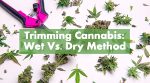 How to trim cannabis dry