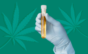 can cbd show up on drug tests dot