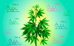 decarboxylation of cannabis