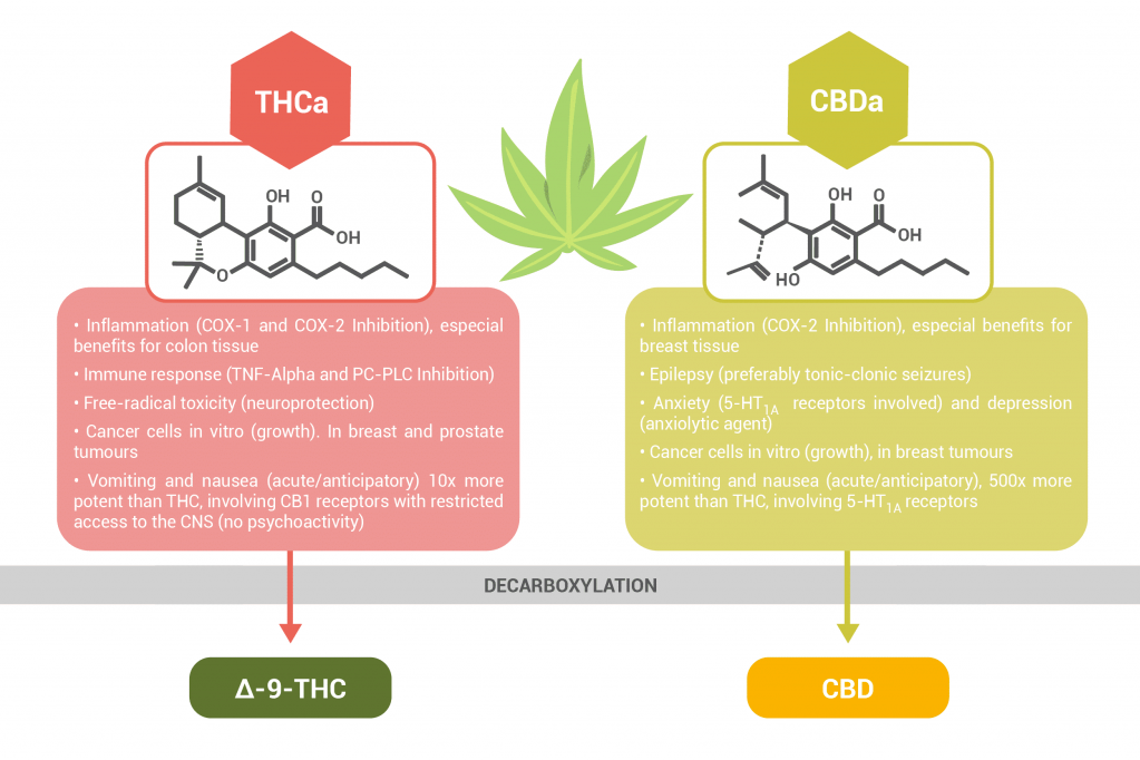 How to Decarb Cannabis? – Basic Guideline (2024)