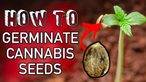 how to germinate cannabis seeds reddit