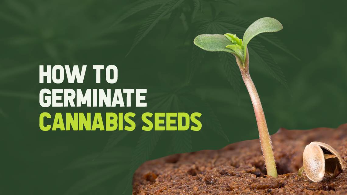 How to Germinate Cannabis Seeds – Bonus Hacks