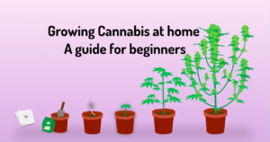 how to grow marijuana from a seed