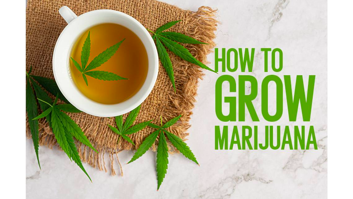 How to Grow Marijuana? A Step-By-Step Guide (2024)