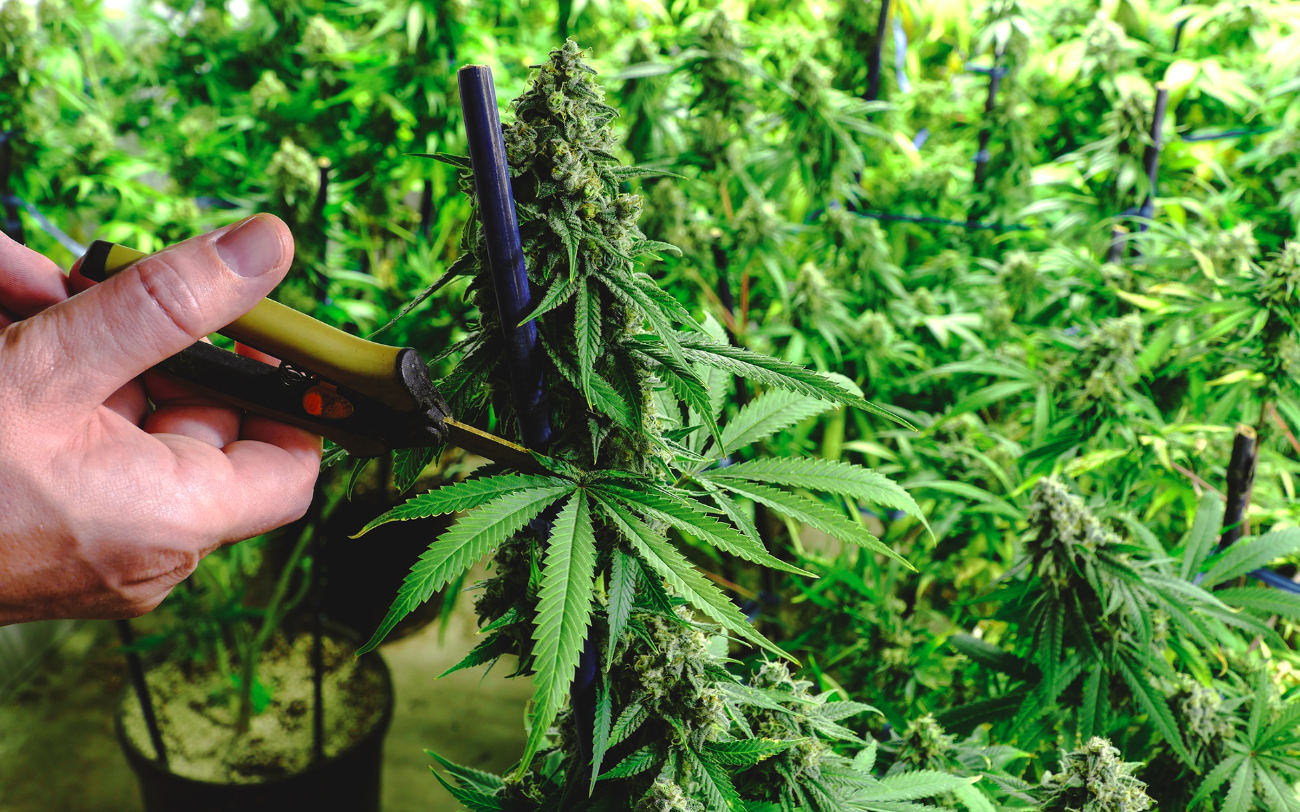 How to Trim Cannabis Properly? Step-by-step