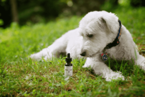 CBD Dog Treats for Joint Pain Reviews