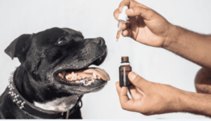 CBD Oil for Dogs with Aggression