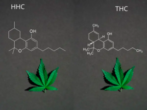 HHC vs THC Reddit