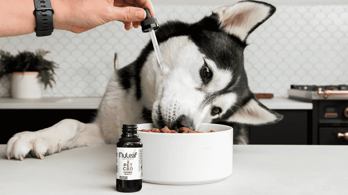 cbd oil for dogs