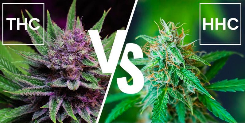 HHC vs THC: Which Cannabinoid is Right for You?