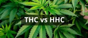 hhc vs. thc