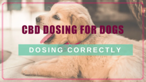 CBD Dosage Dogs Calculator