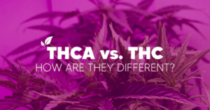 THCA vs.THC