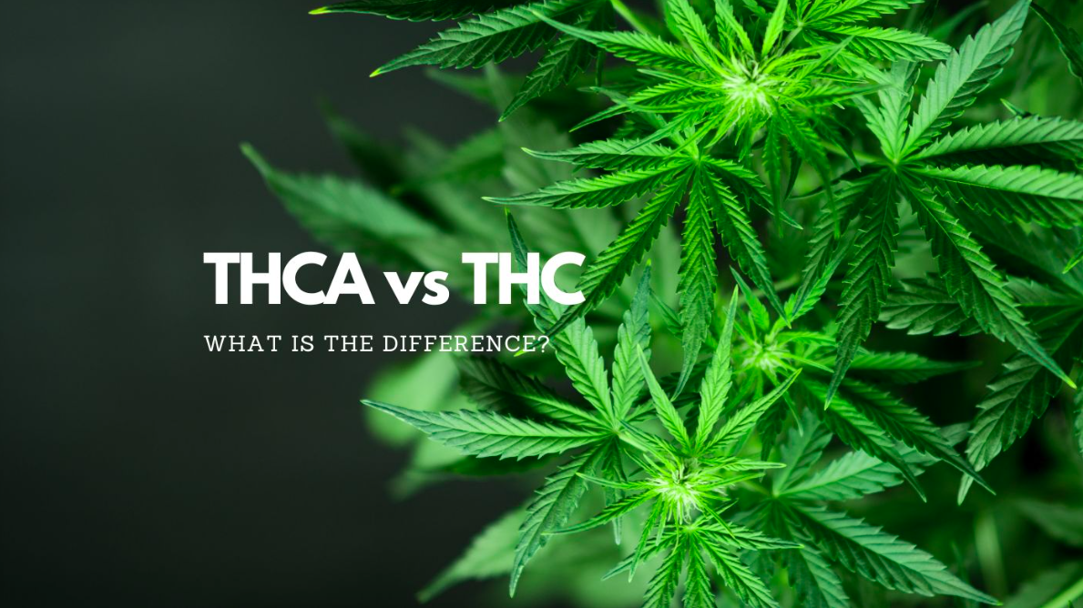 Thca vs Thc – What is the difference?(2024)